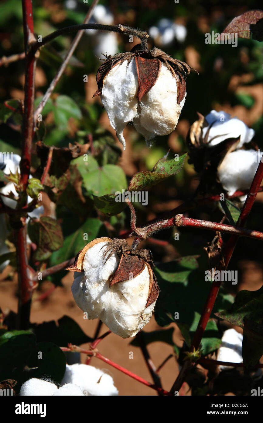 Close up of cotton bolls on plant Stock Photo Alamy