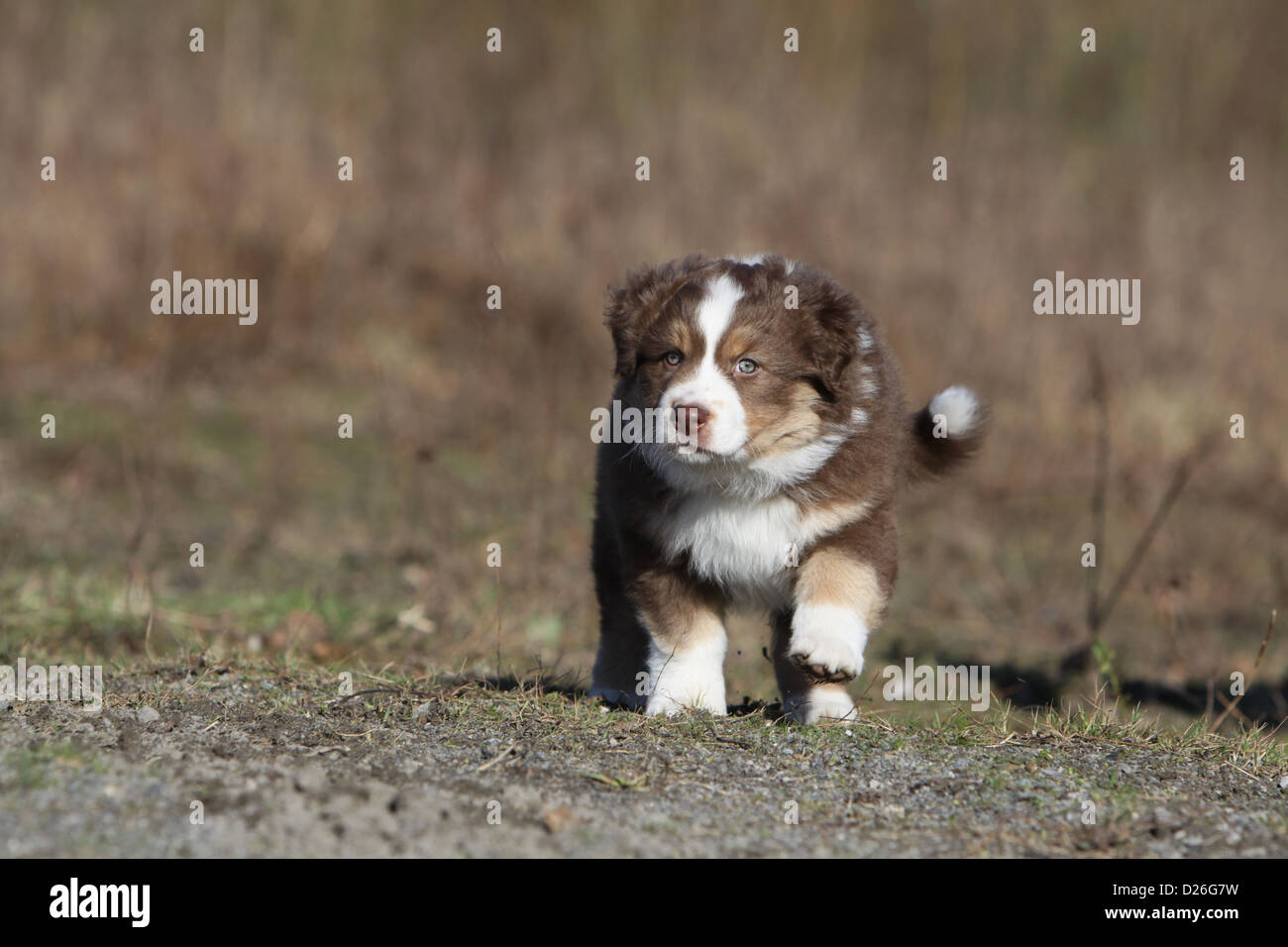 Dog Australian shepherd / Aussie puppy (red tricolor) running Stock Photo