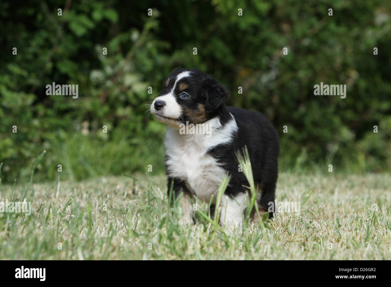 Mini Aussie Black Tri Color