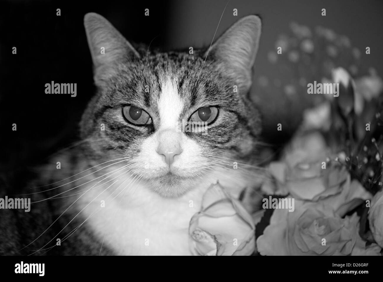 PORTRAIT OF A MACKEREL TABBY DOMESTIC CAT. BALCK AND WHITE Stock Photo