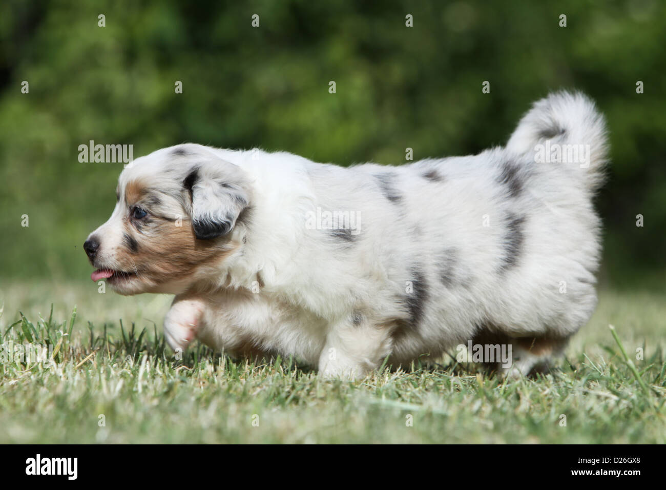 Australian Shepherd (Aussie)