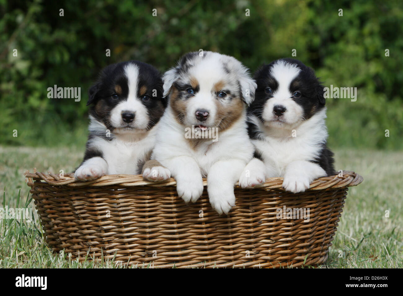 blue merle australian shepherd puppies for sale