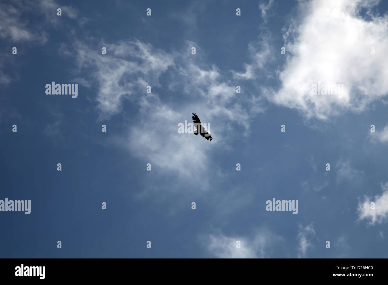 Silhouetted soaring vulture Stock Photo