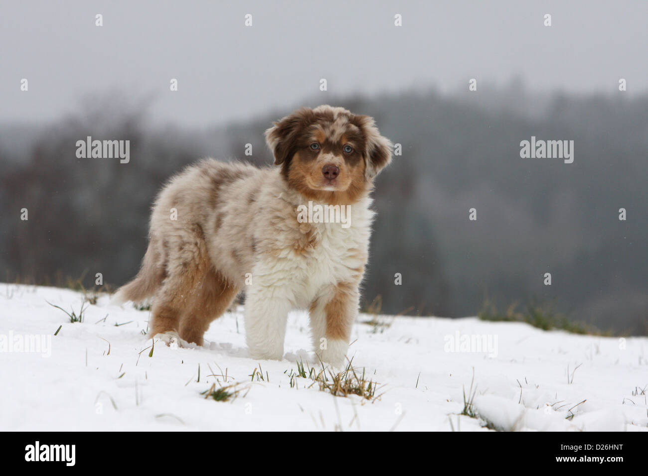 Dog Australian shepherd / Aussie puppy (red Merle) standing in snow Stock  Photo - Alamy