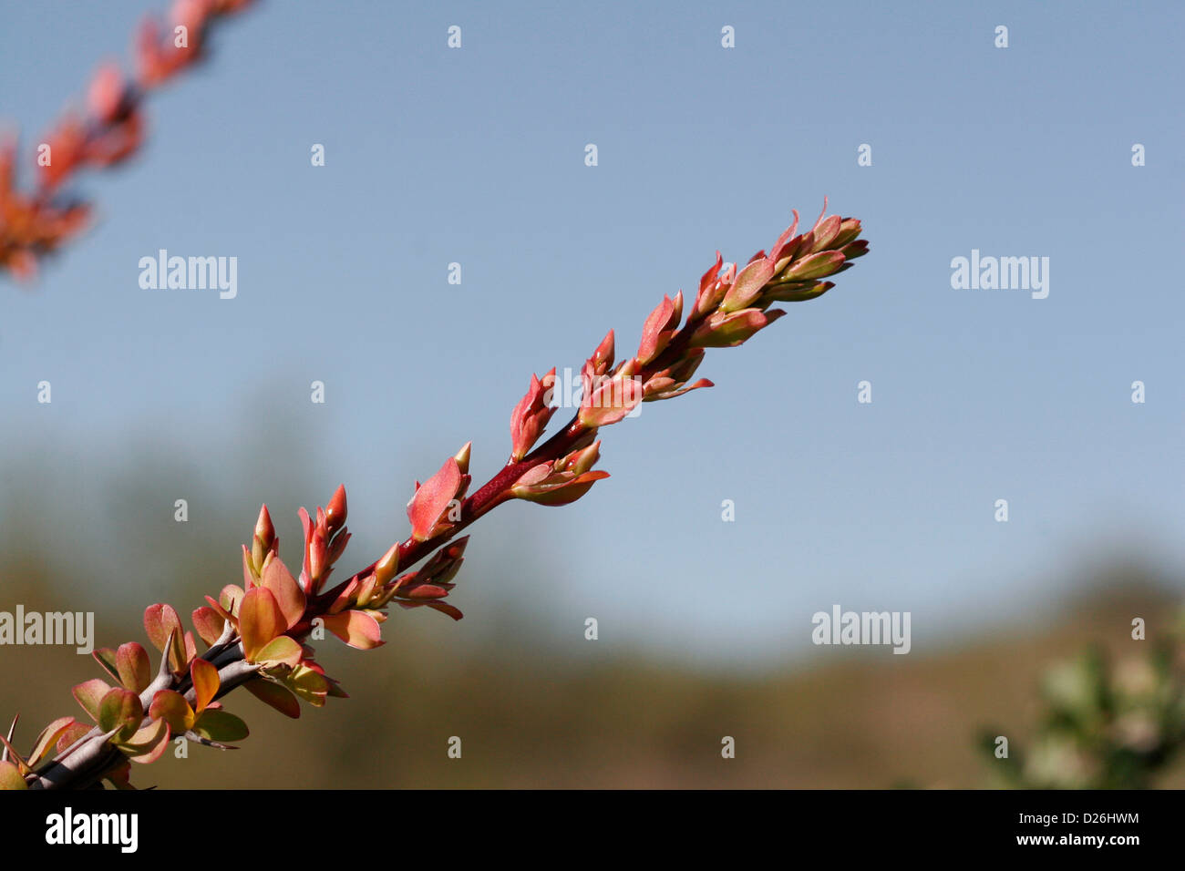 New Growth on Ocotillo Branch Stock Photo Alamy