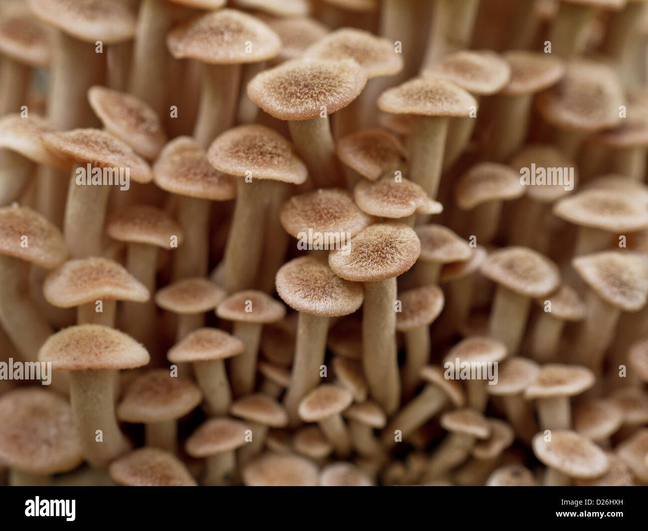 Macro photograph of young caps of Armillaria fungus, commonly known as honey fungus. A gardener's foe, this species is a well known tree parasite. Stock Photo