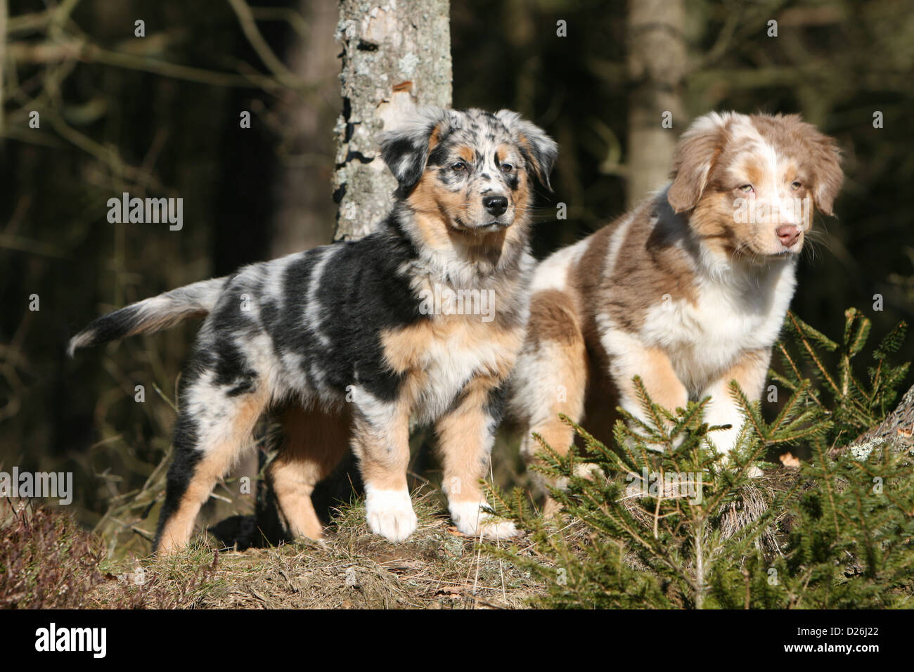 Dog Australian shepherd / Aussie two puppies different colors (blue Stock  Photo - Alamy