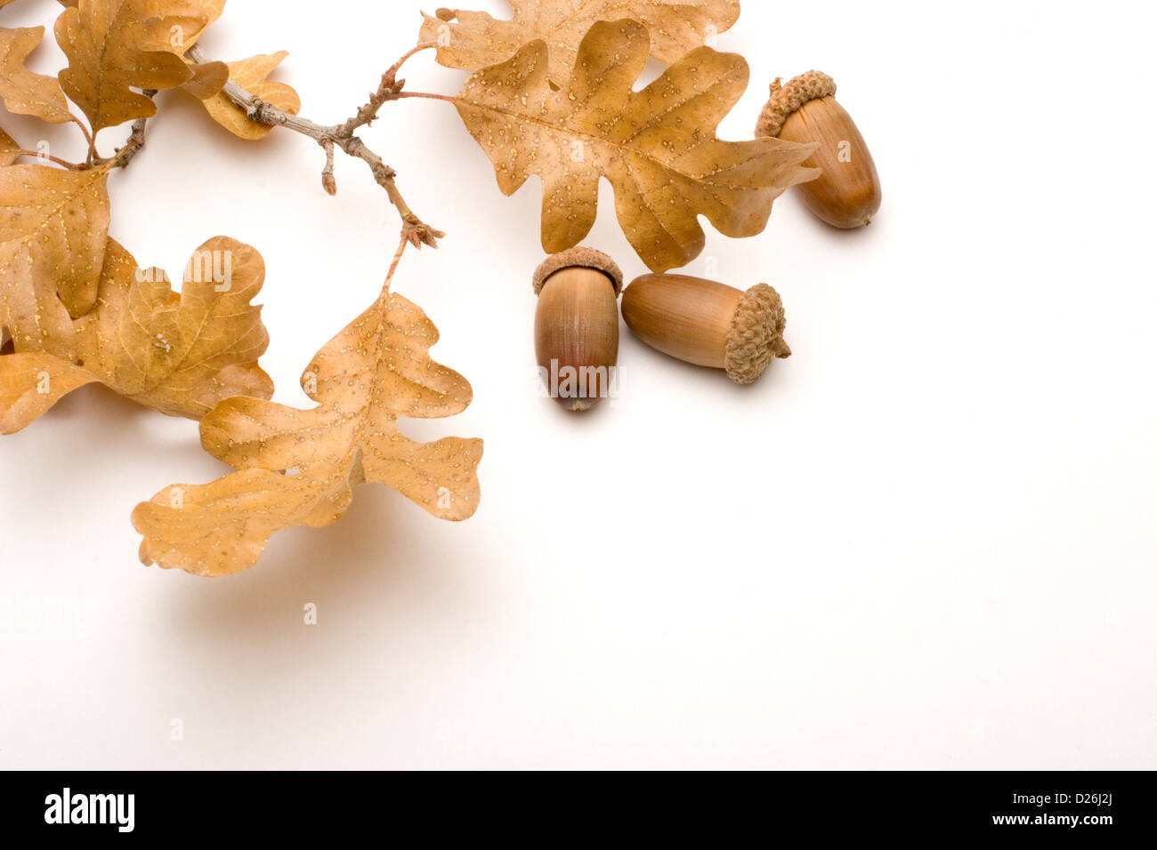White oak acorns hi-res stock photography and images - Alamy