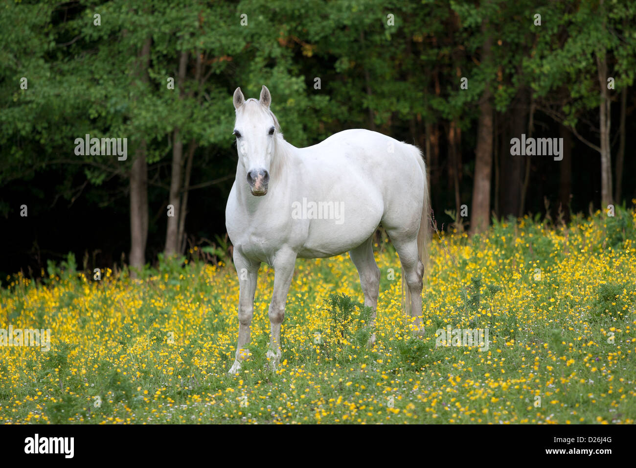 White horse in meadow Stock Photo - Alamy