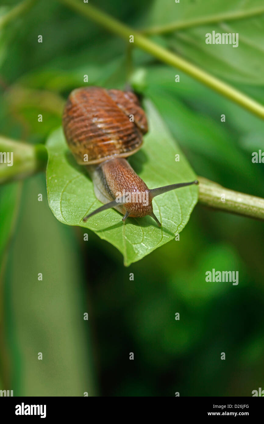 Helicidae, Roman snail, Edible snail, Vineyard snail, Helix aperta, Burrowing snail Stock Photo