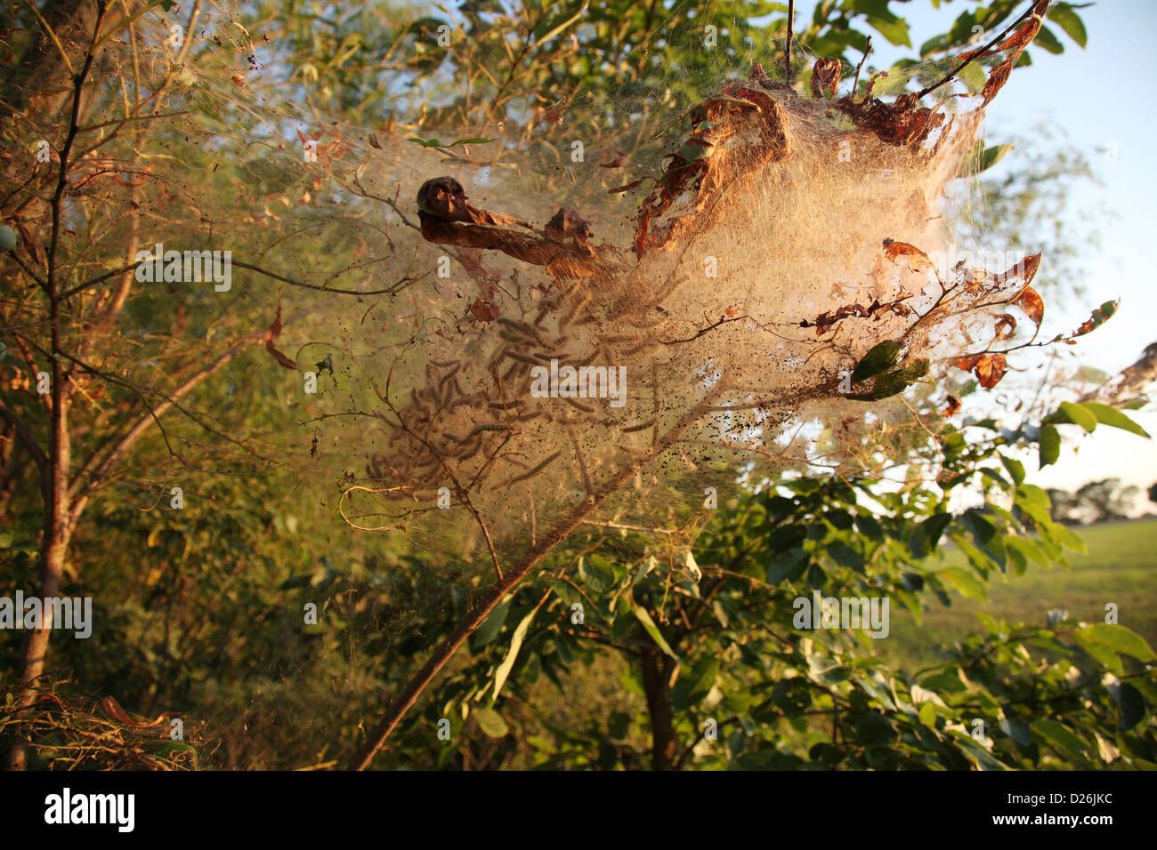 Tent caterpillar nest in tree Stock Photo Alamy