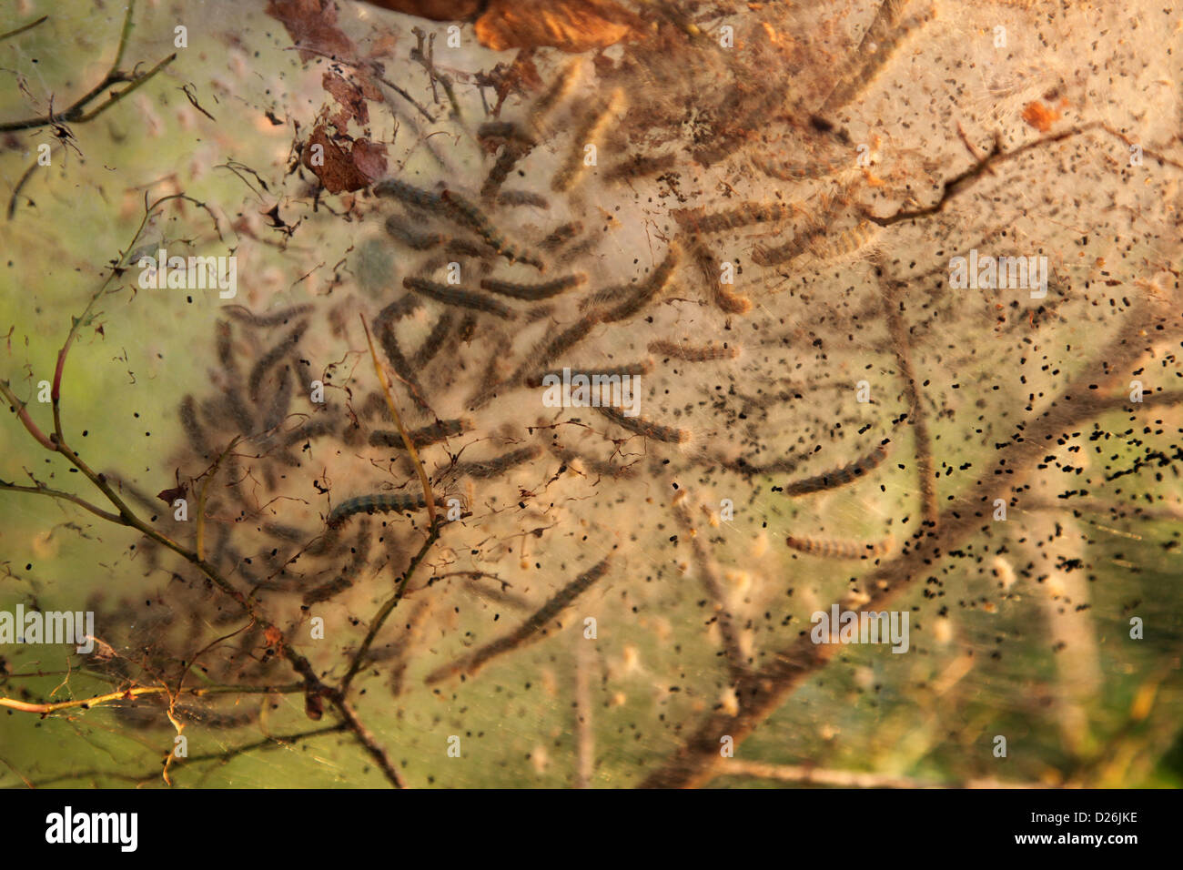 Caterpillar silken nest hi-res stock photography and images - Alamy