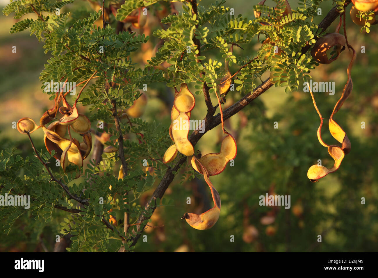 Mesquite seed pods in tree Stock Photo