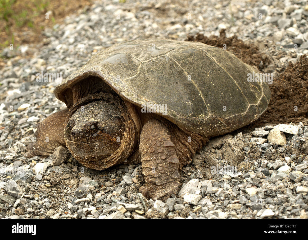 common snapping turtle, chelydra s. serpentina, laying its eggs Stock Photo