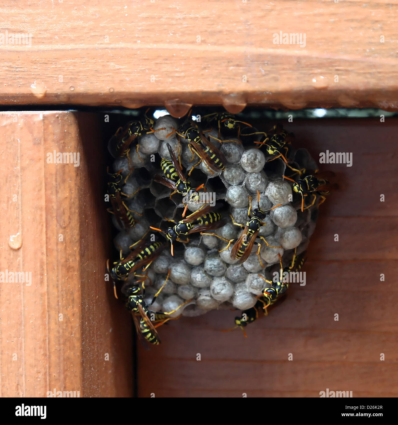 Yellowjackets tend their nest Stock Photo