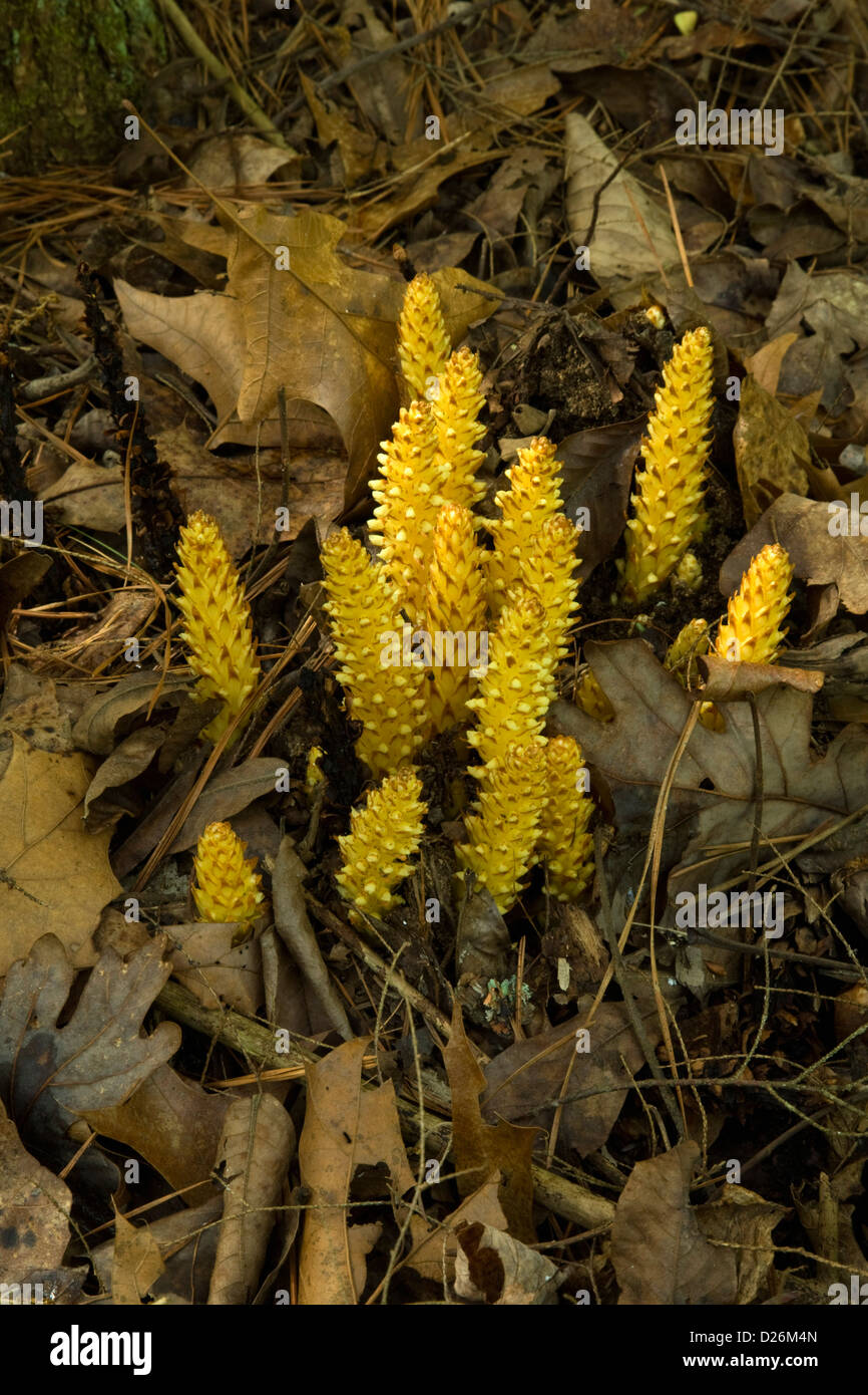 Squaw-Root, Spring, Great Smoky Mtn Stock Photo