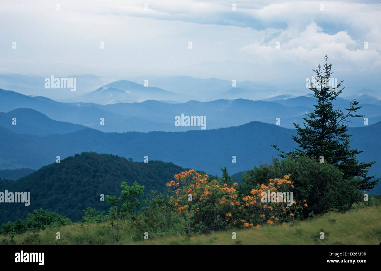 Flame Azalea, Appalachian Trail Stock Photo - Alamy
