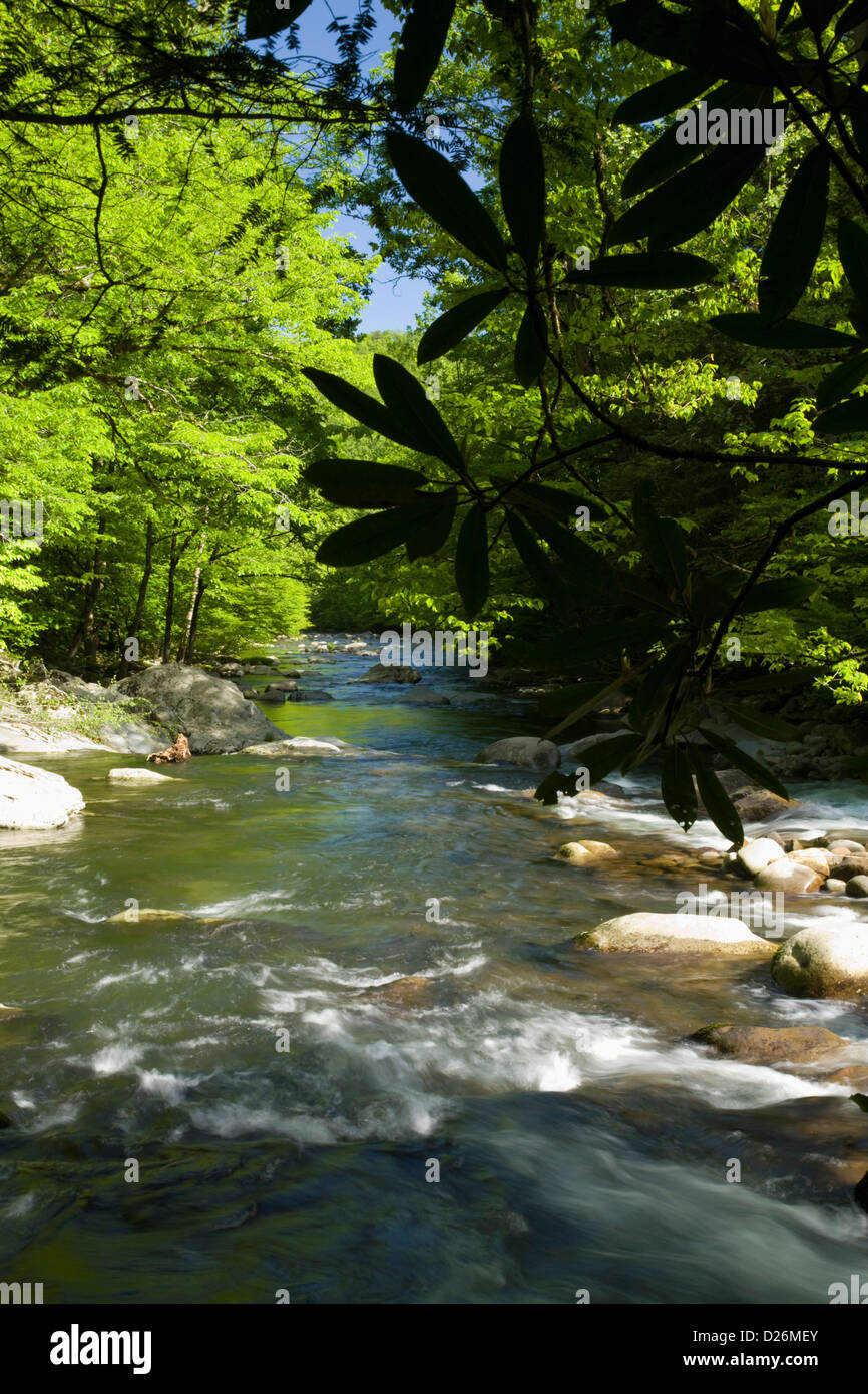 Greenbrier Area, Spring, Smokies Stock Photo