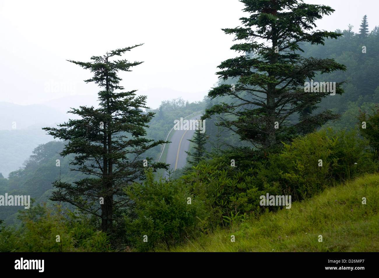 Trees, Blue Ridge Parkway Stock Photo Alamy