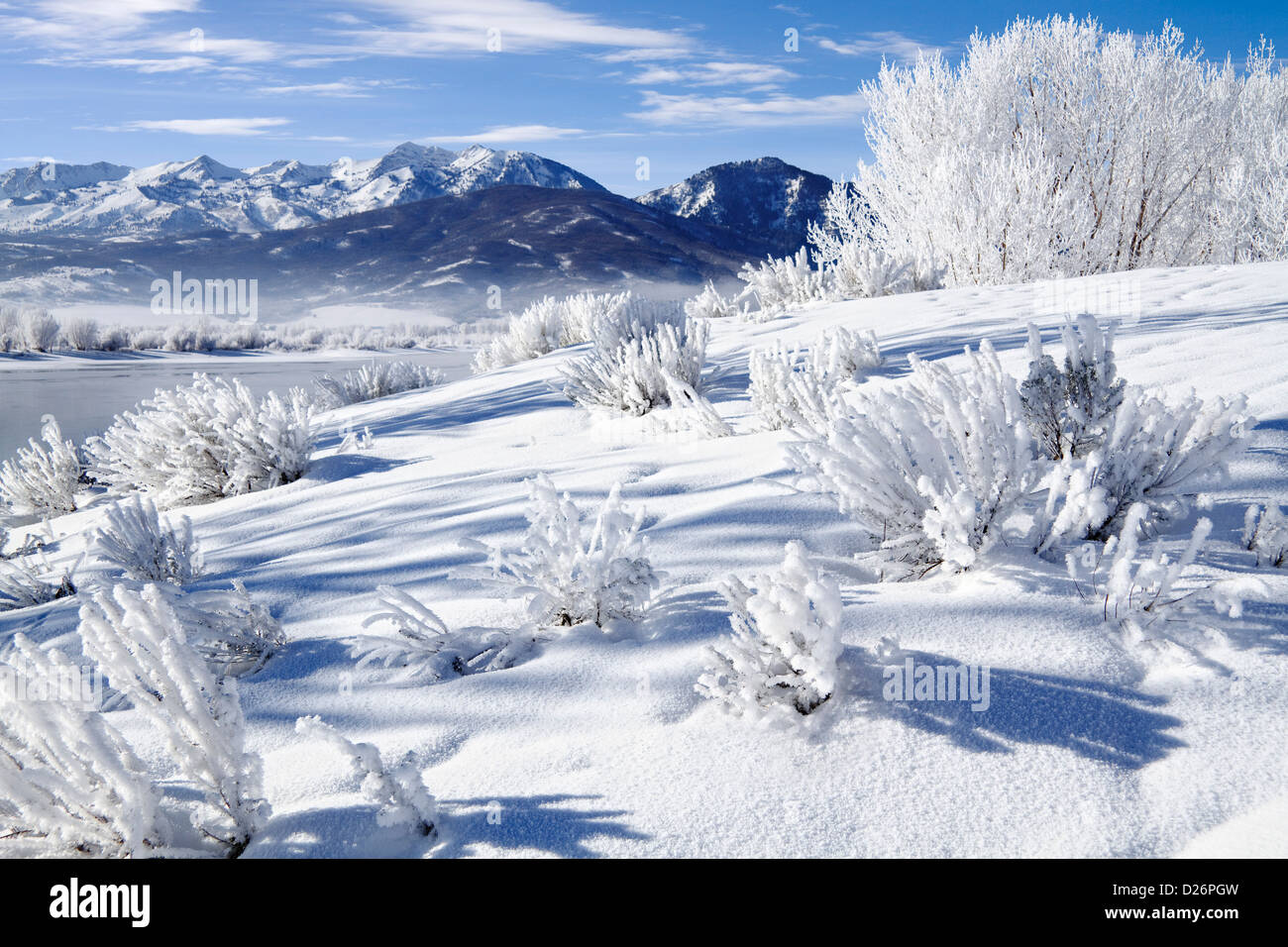Frosted Trees in Ogden Valley Utah Stock Photo Alamy