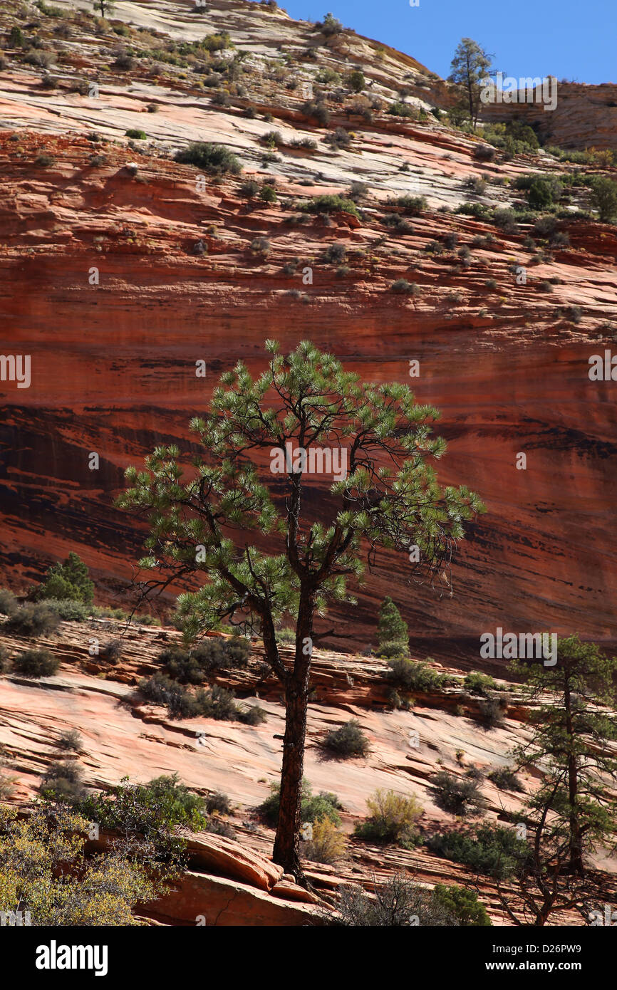 Lone Pine Zion National Park UT Stock Photo Alamy