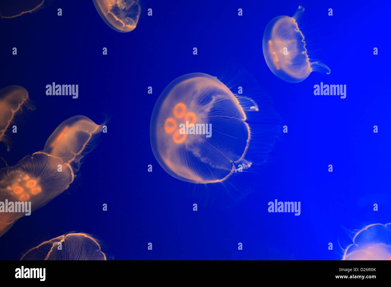 Jelly fish swimming in blue water Stock Photo