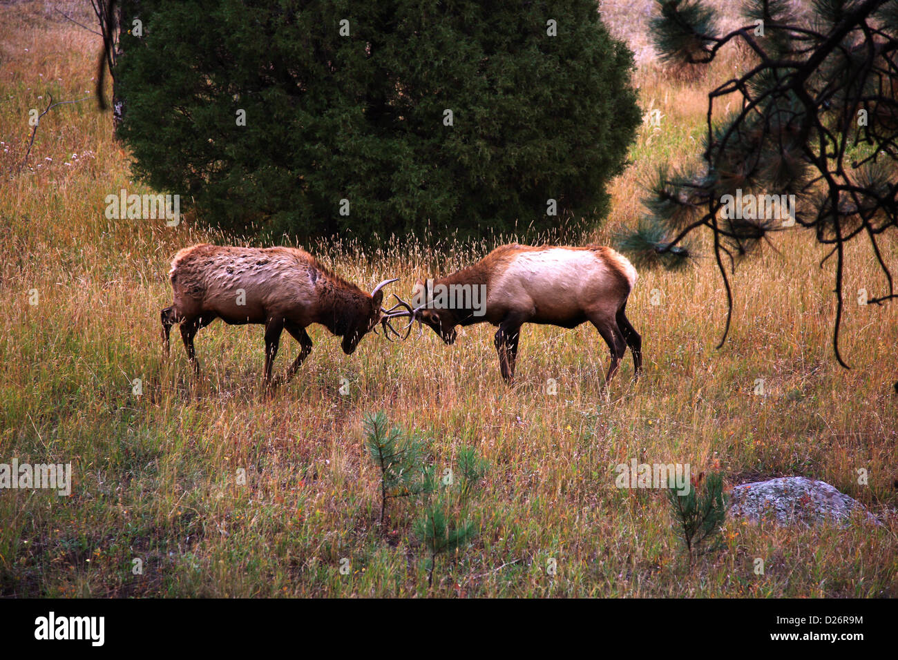 Bull elk lock horns Stock Photo Alamy