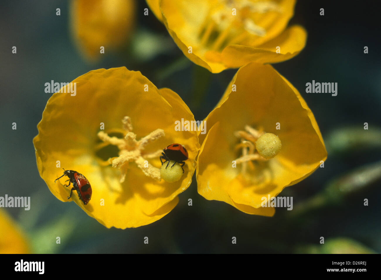 Lady Bugs on Yellow Cup Wildflowers Stock Photo