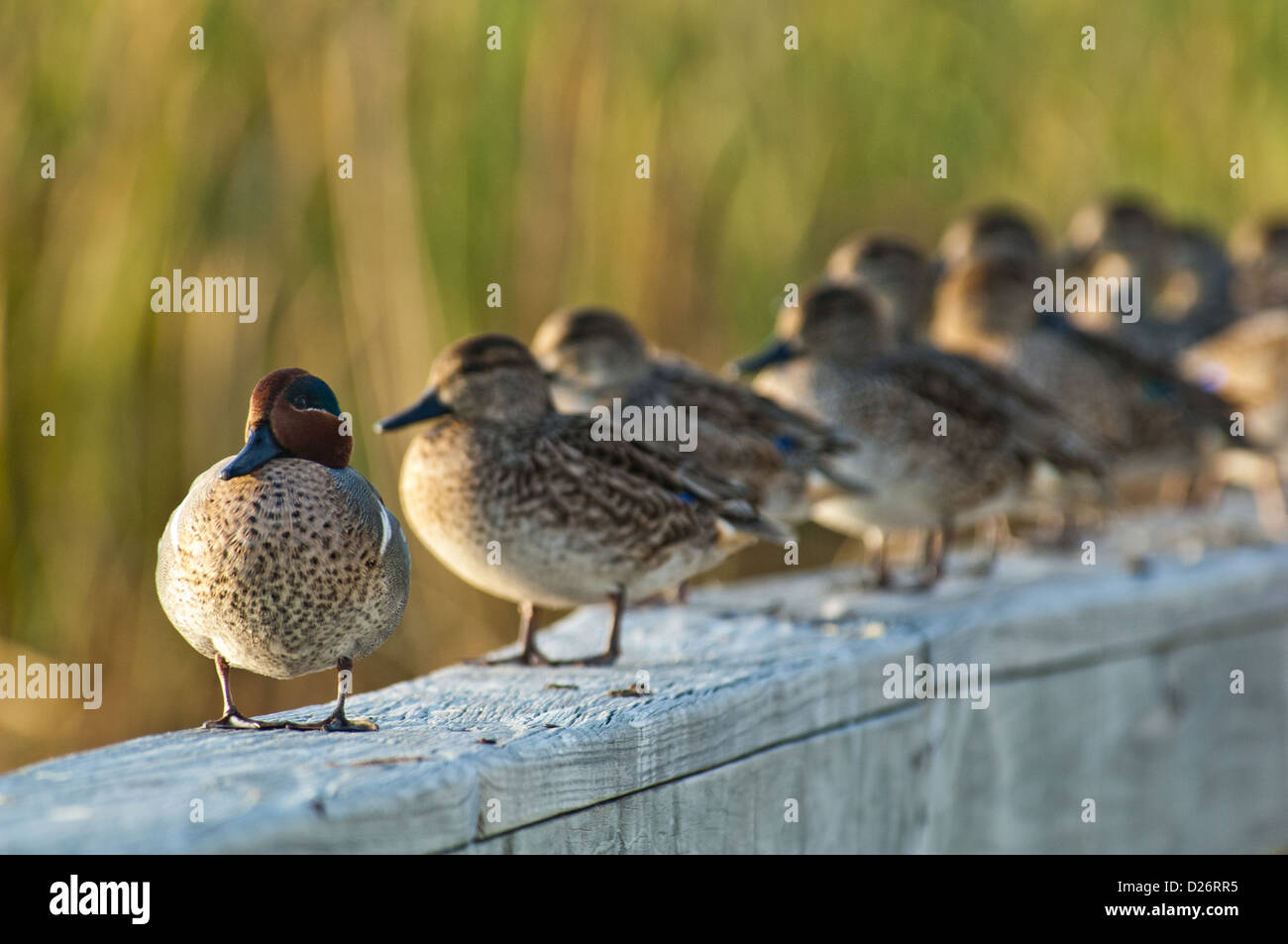 Drake Green-winged Teal (Anas carolinensis) duck with hens perched on a dock Stock Photo