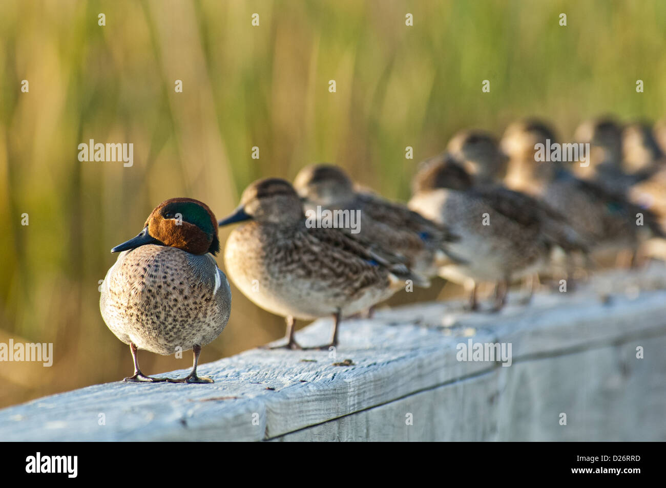 Drake Green-winged Teal (Anas carolinensis) duck with hens perched on a dock Stock Photo