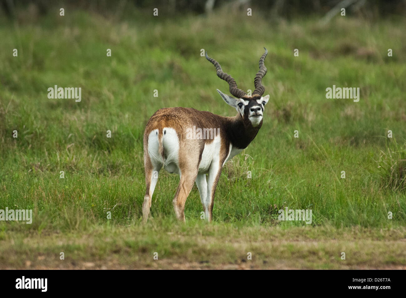Blackbuck antelope (Antilope cervicapra) near Seadrift, Texas Stock Photo
