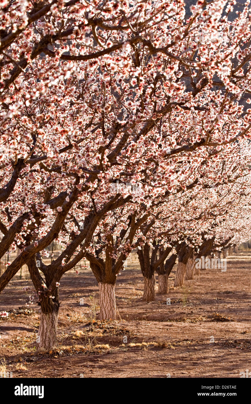 Blooming fruit trees at Lonely Dell near Lee's Ferry Stock Photo