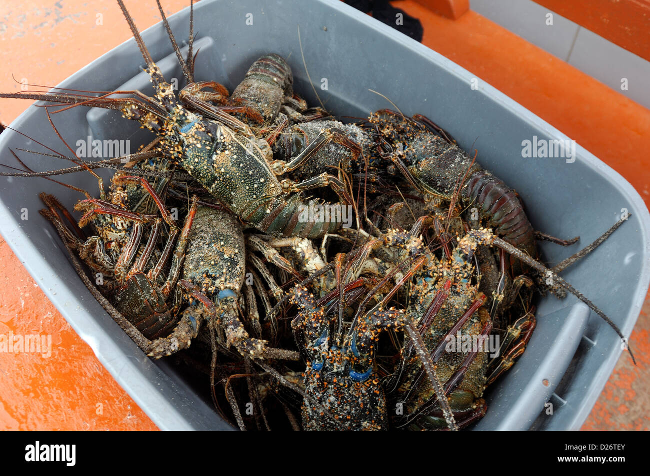 Fresh lobsters at Christmas Island, Kiribati Stock Photo