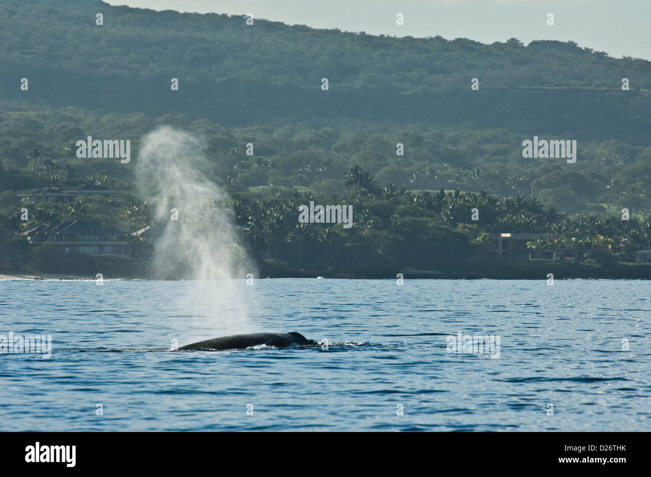 Humpback whale (Megaptera novaeangliae) spouting near Maui, Hawaii Stock Photo