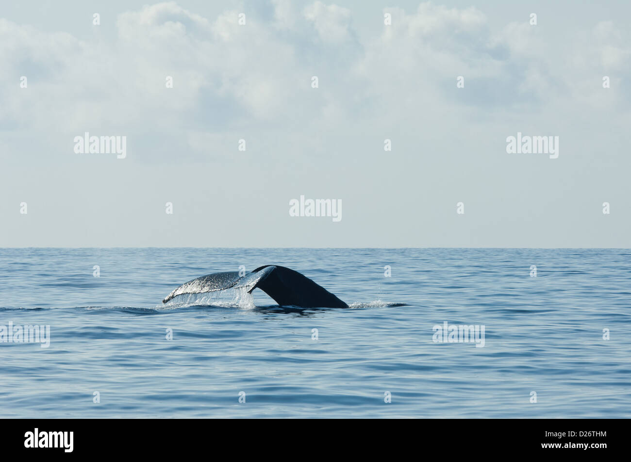 Humpback whale (Megaptera novaeangliae) fluke near Maui, Hawaii Stock Photo