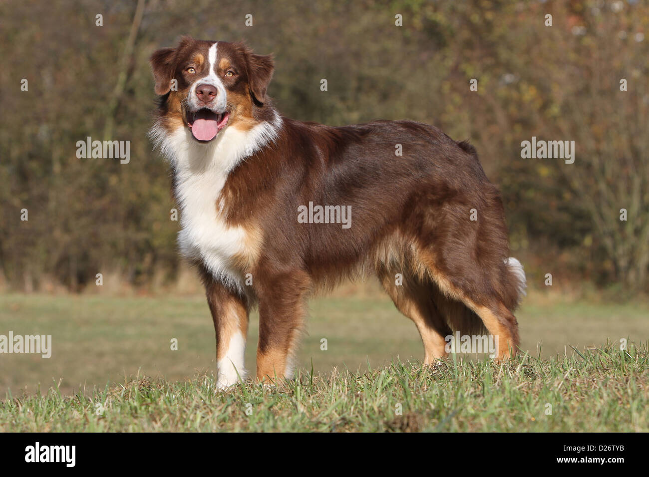 Dog Australian shepherd / Aussie adult red tricolor standard profile Stock  Photo - Alamy