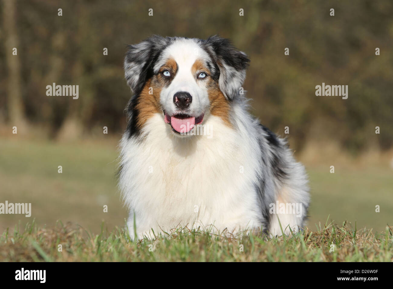 Blue merle cheap blue eyes