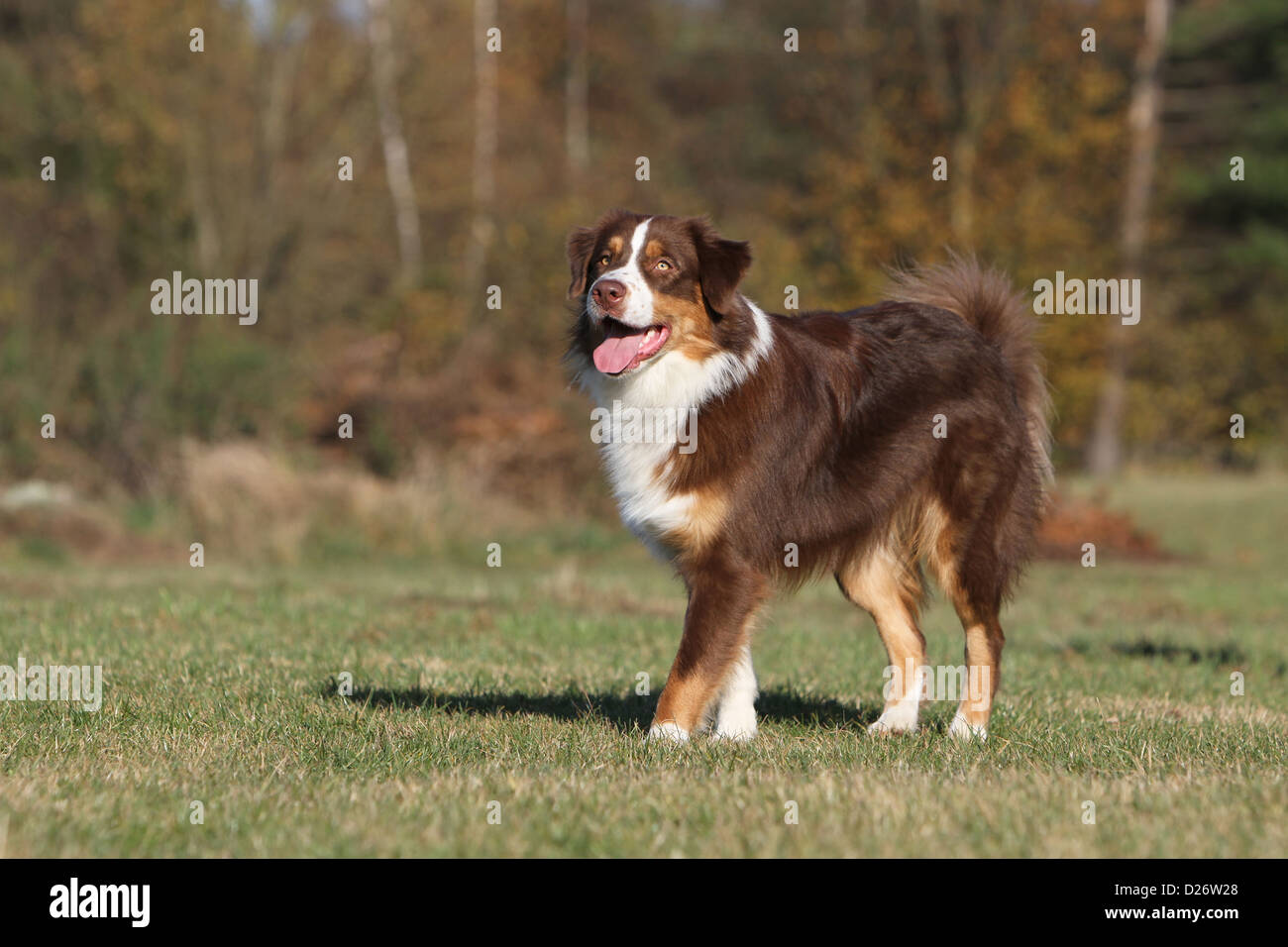 Dog Australian shepherd / Aussie adult red tricolor standing Stock Photo -  Alamy, image size:1300x956