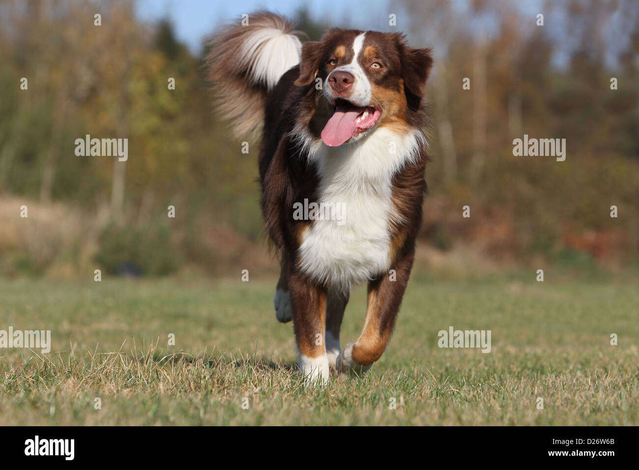 Tri Color Running Dog Australian shepherd / Aussie adult red tricolor running Stock Photo ...