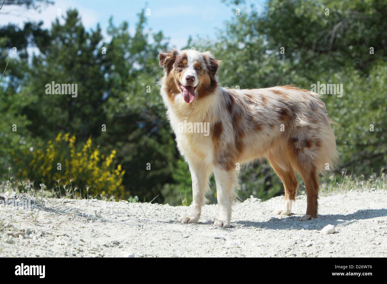 Dog Australian shepherd Aussie adult standing red Merle Stock