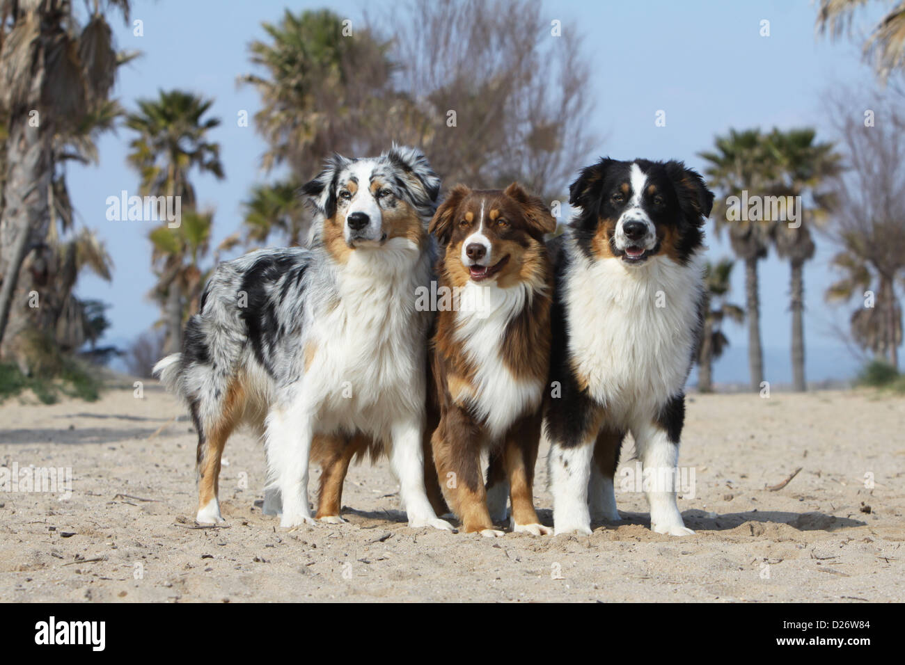 Dog Australian Shepherd Aussie Three Adults Sitting Blue Merle Red Tricolor Black Tricolor On The Beach Stock Photo Alamy