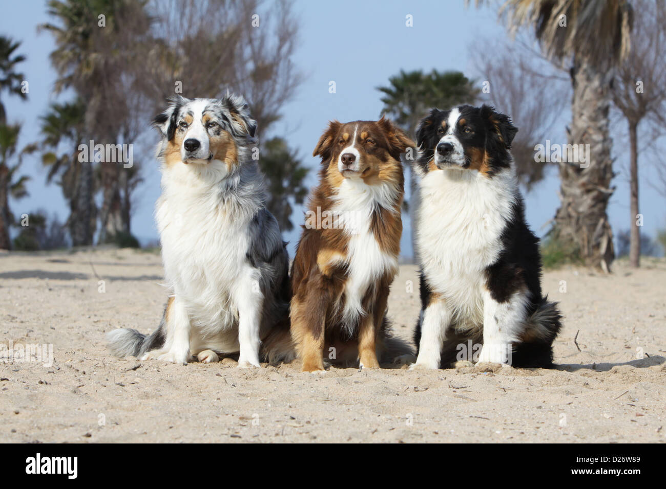 Dog Australian shepherd / Aussie three adults sitting (blue Merle, red tricolor, black tricolor) on the beach Stock Photo