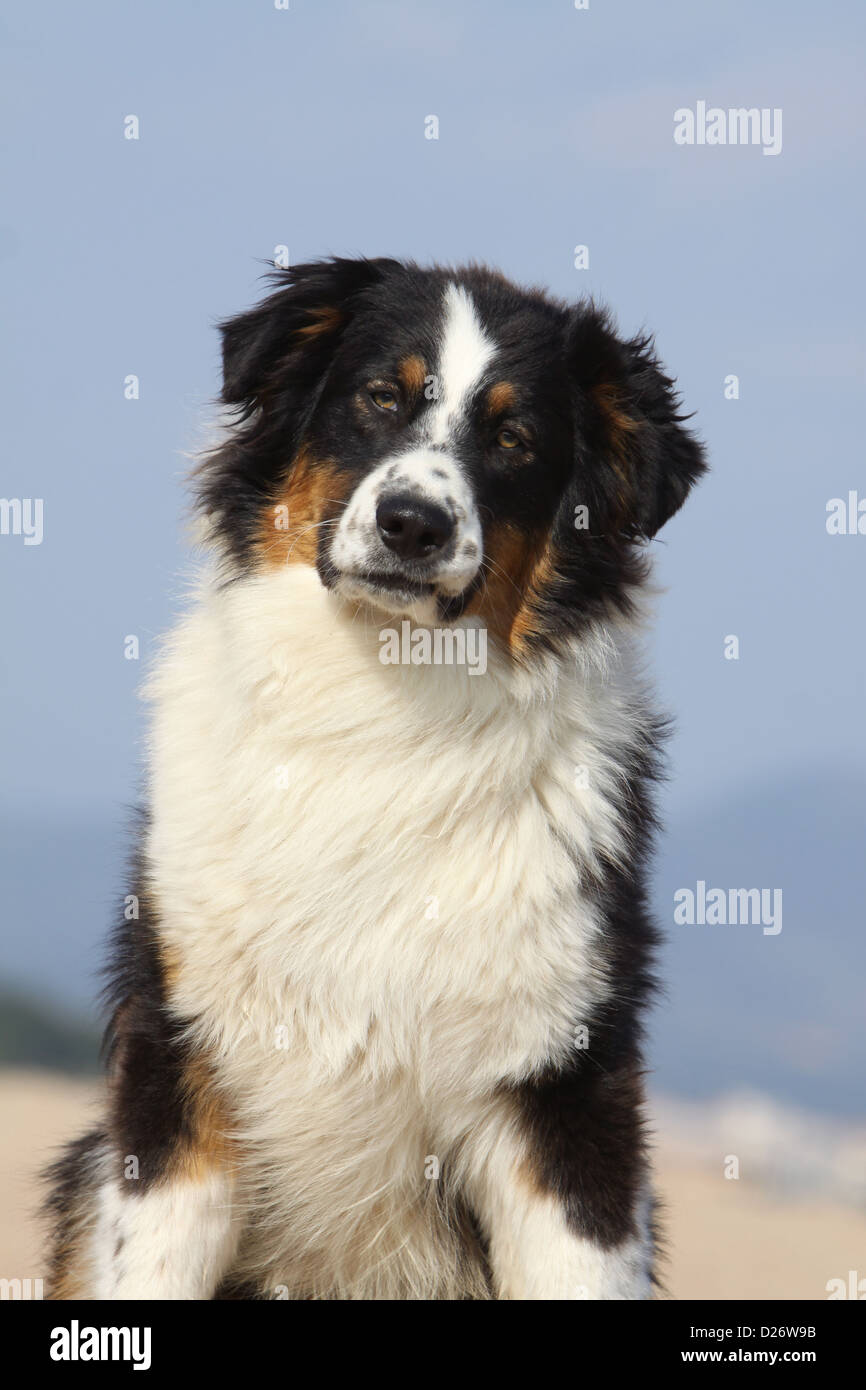 Dog Australian shepherd / Aussie adult portrait black tricolor Stock Photo  - Alamy, image size:866x1390