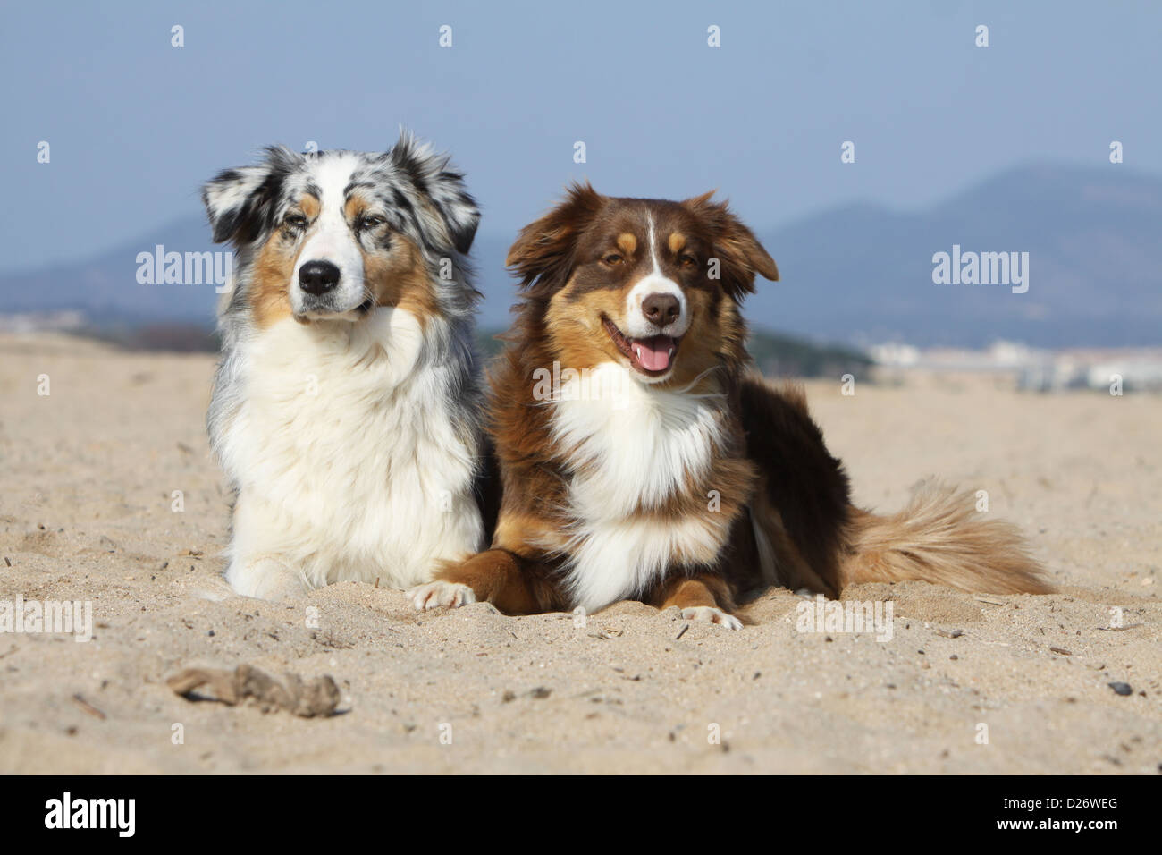 tris australian shepherd