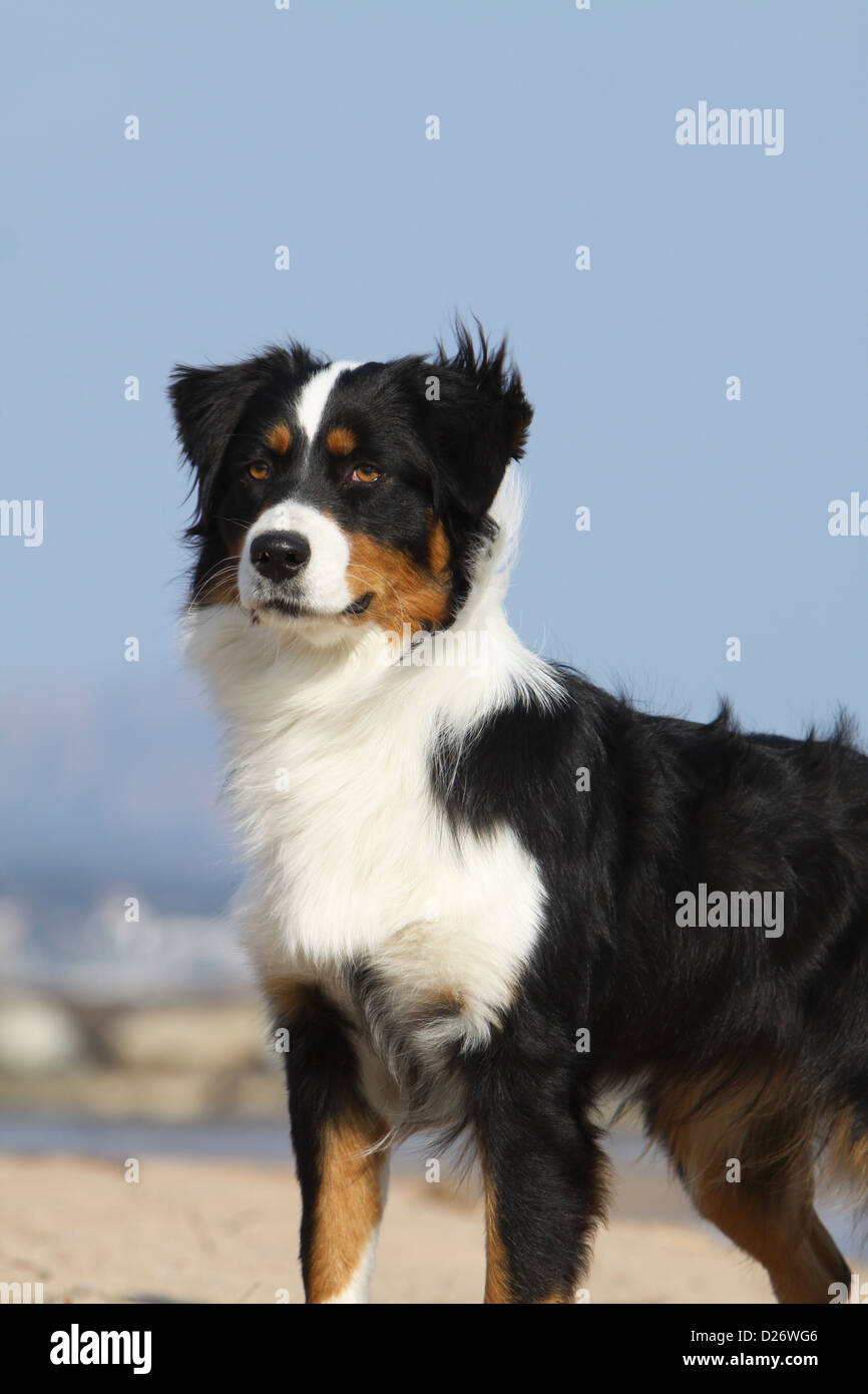Australian shepherd tricolor hi-res stock photography and images - Alamy