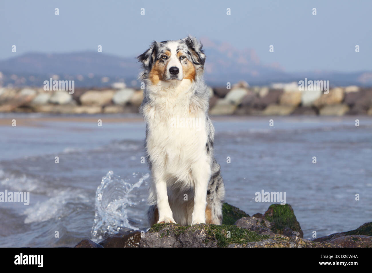 blue merle male australian shepherd