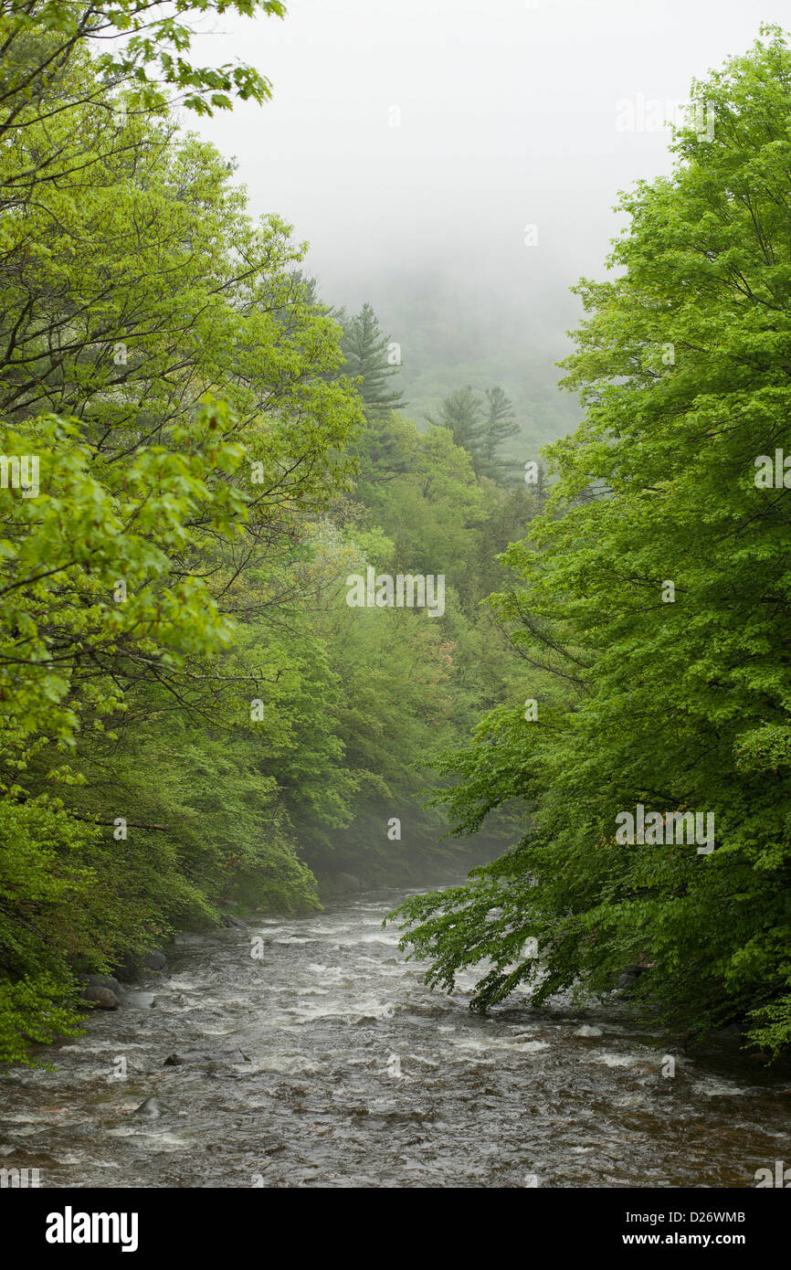 A pristine stream rushes fresh water over rocks and past leafy trees in a Spring fog. Stock Photo