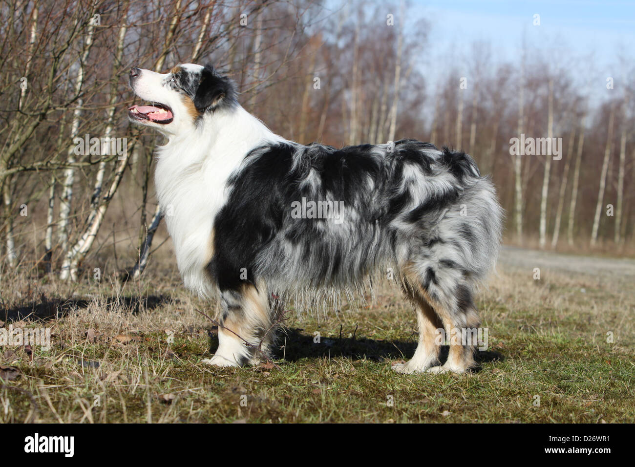 Dog Australian shepherd / Aussie adult standard profile blue Merle Stock  Photo - Alamy