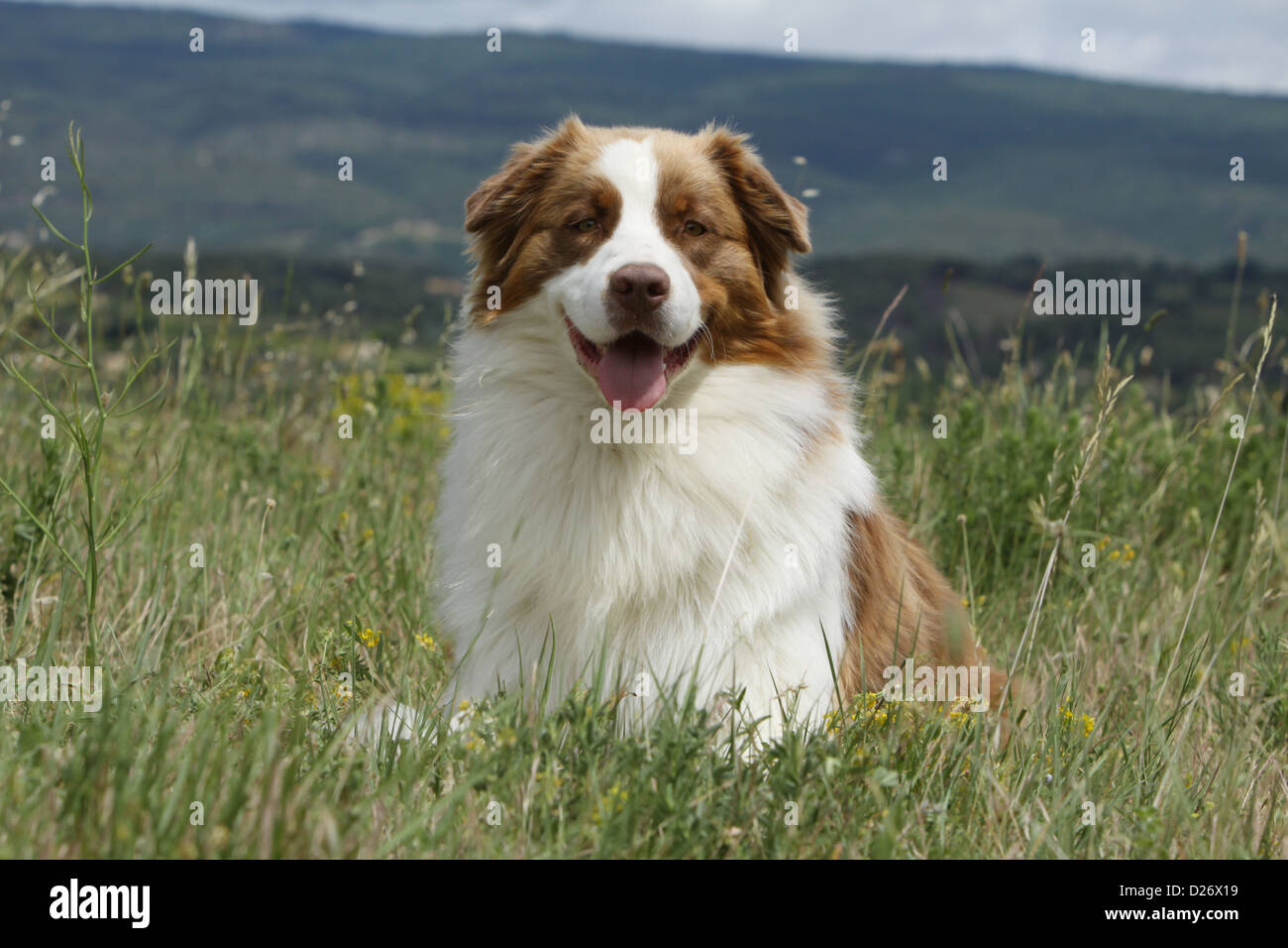 Dog Border Collie / adult (red merle) standing in a meadow Stock Photo -  Alamy