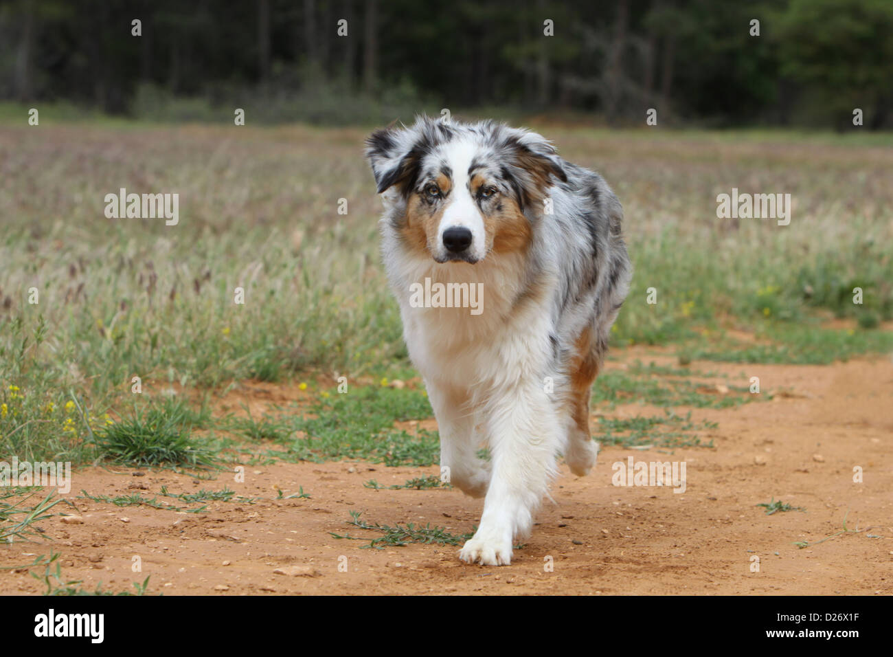 blue merle male australian shepherd